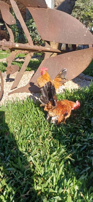 Vendo galos seramas