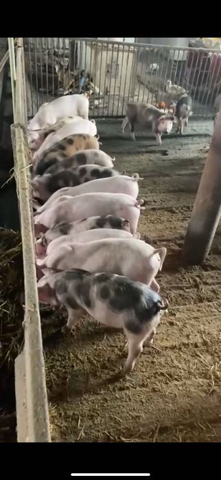 ПРОДАМ маленьких молочних поросят. Трьох породний гібрид Дюрок +F1.