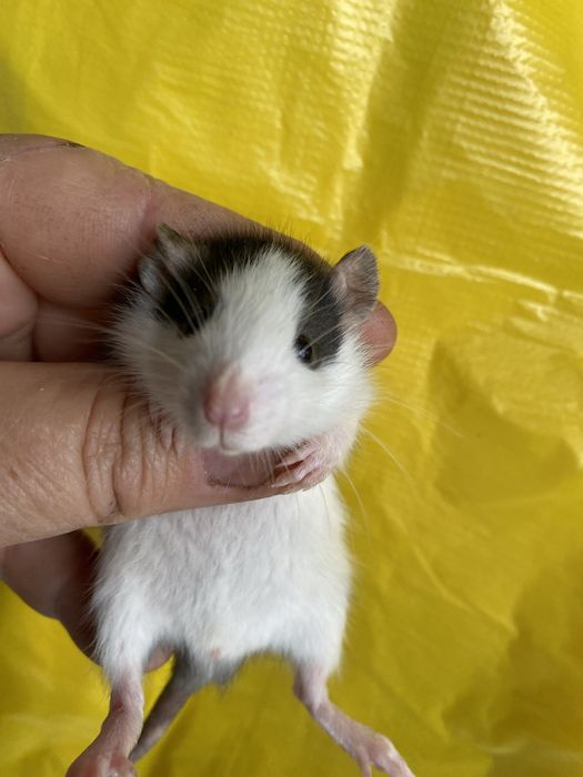 Пацючки дамбо маленькі