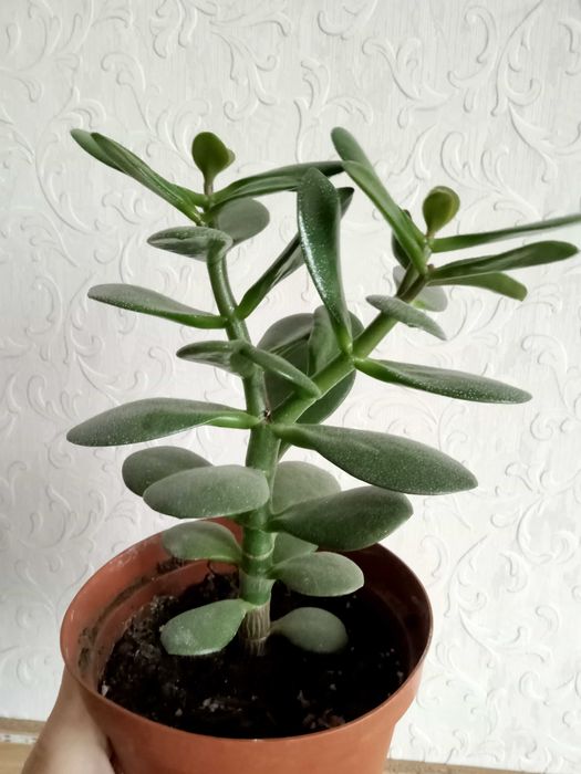 Денежное дерево. Красула