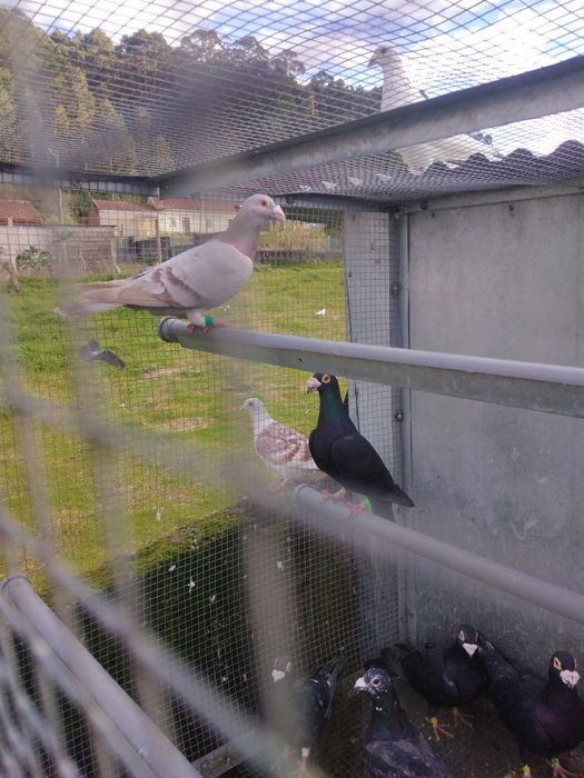 Pombos correios para venda