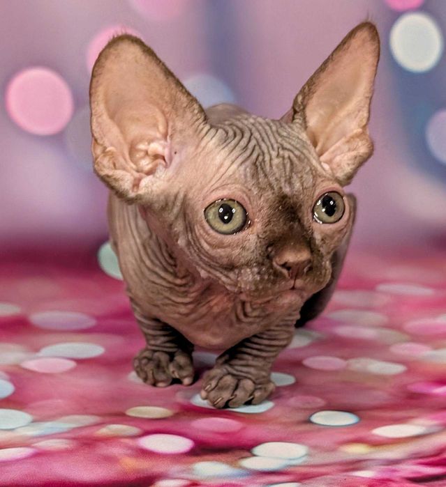 Scarlett Sfinks kanadyjski Czekoladowa dziewczynka