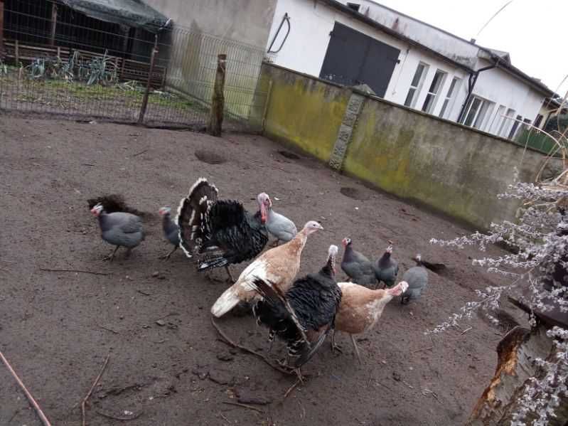 Zielononóżka pisklęta zielononóżki