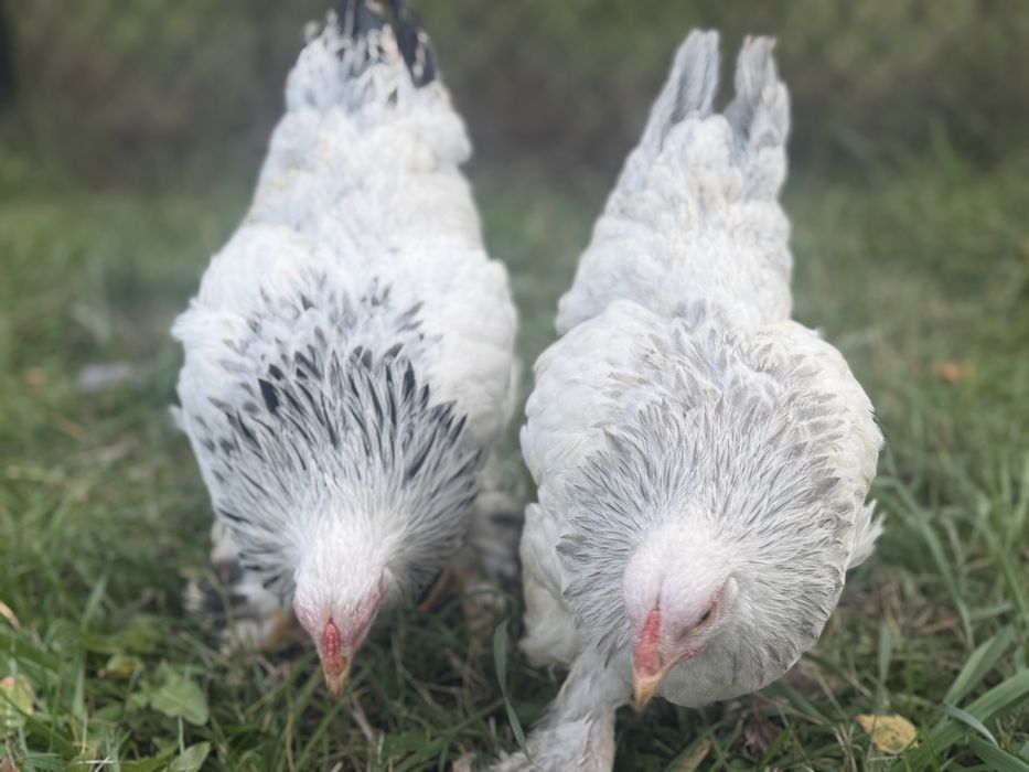 Brahma miniaturowa gronostajowa czarna niebieska