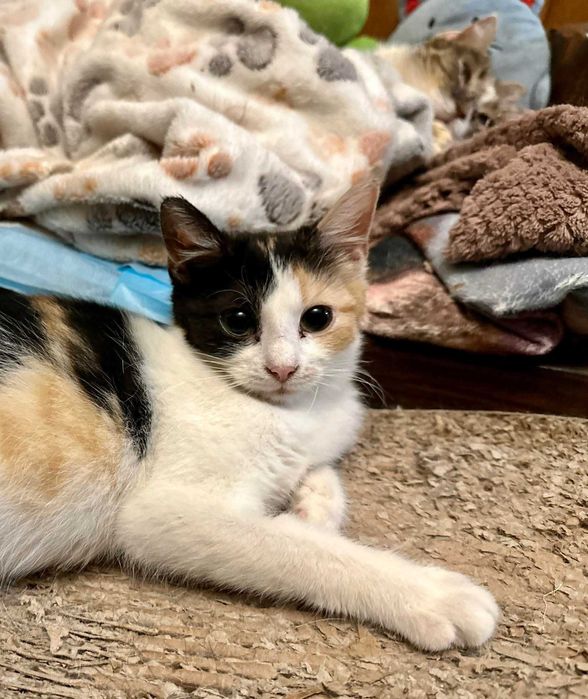 MOLLY – wieczne kocie dziecko