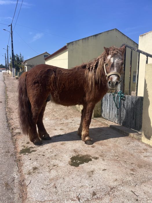 Ponei montado e engatado