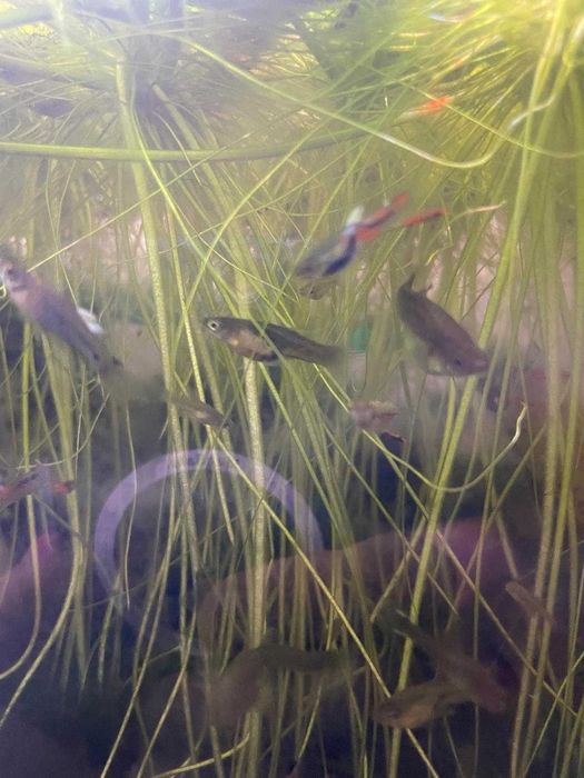Guppys Juvenis e adulltos