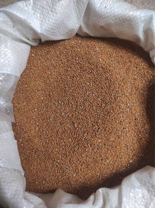 Рижій 2025,насіння рижію,рижій олійний зарчовий