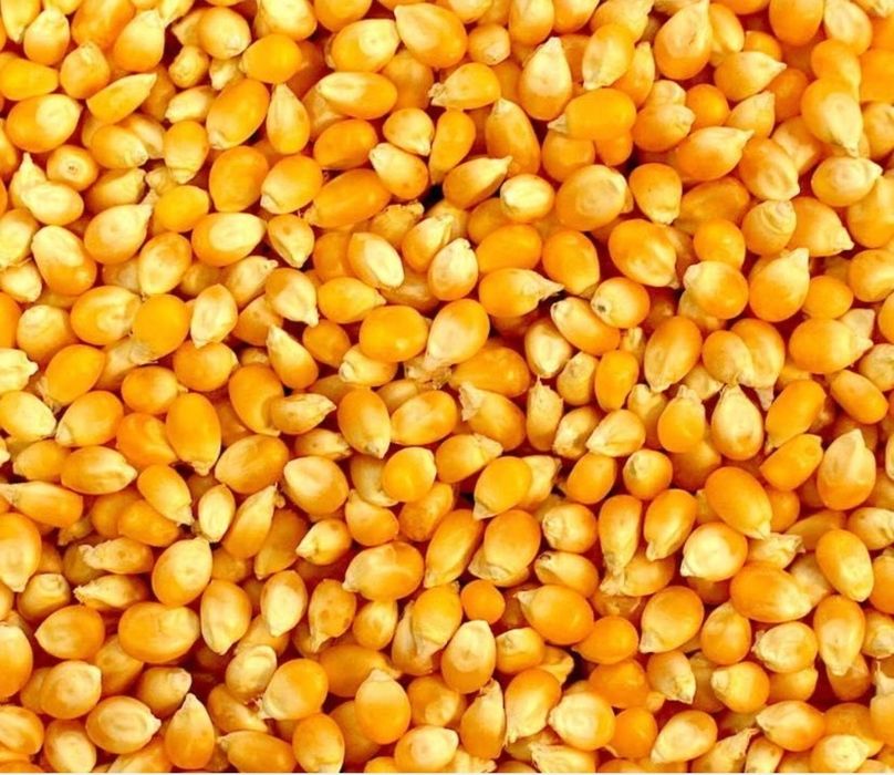 Продам кукурудзу (суха)