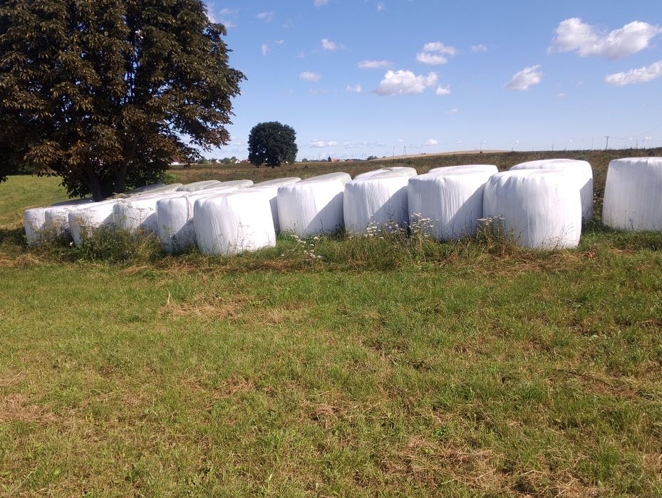 Siano,sianokiszonka120cm