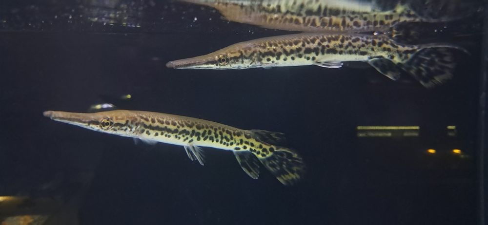 Atractosteus spatula 15-20Cm