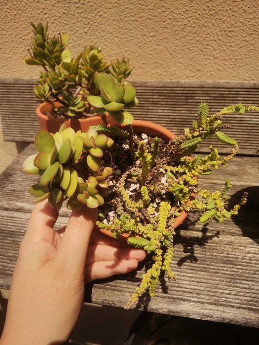 3 Vasos com suculentas variadas