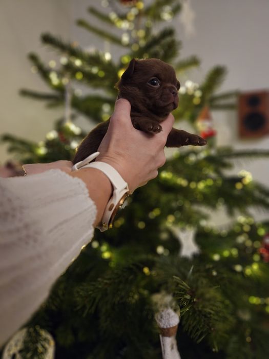 Chihuahua czekoladowy chłopiec