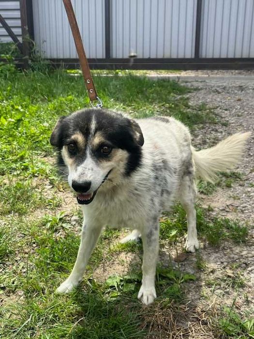 Piękny łagodny pies szuka domku.