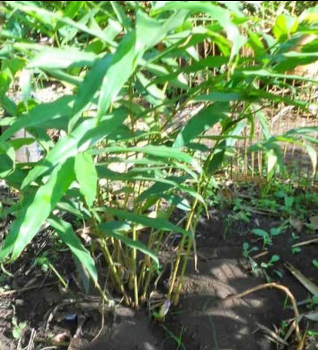 Pimenta-da-Costa (Grãos-do-Paraíso) – Sementes Naturais