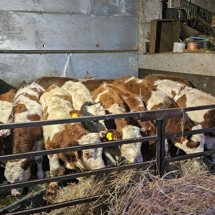 Byczki  żarłoki 180-220kg