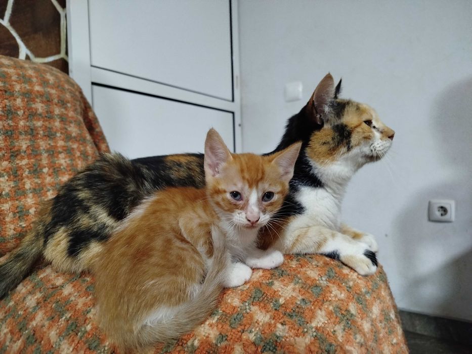 Gatinha para adoção
