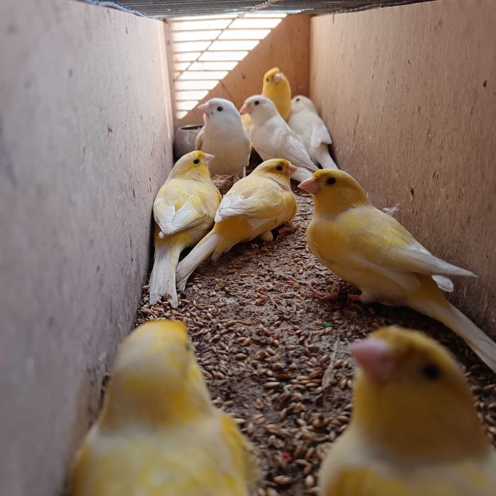 Canários anilhados criados em viveiro