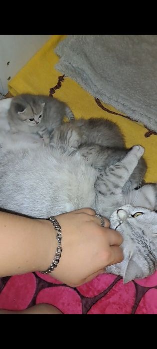 Кошенята срібної шиншили