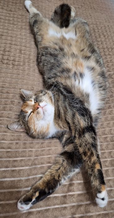 Кішка стерилізована