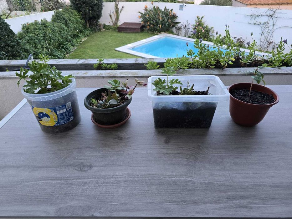 Suculentas  Catos  Sardinheiras  Aloe Vera ,Brincos de princesa e mais