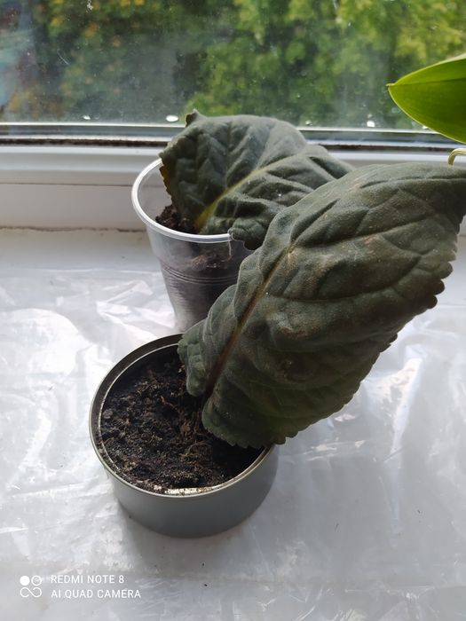 Глюксинія фіолетова