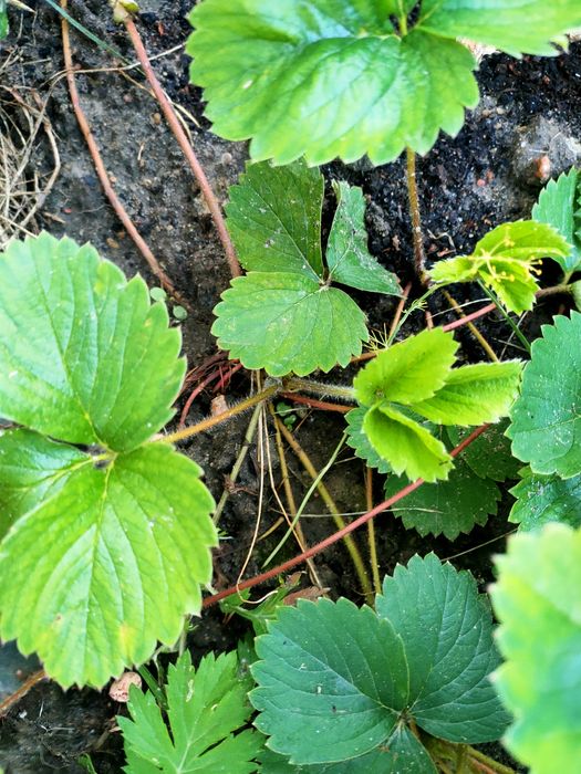 Sadzonki truskawek "Wiktoria"