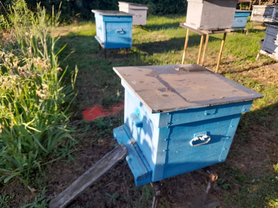 Продам 2 улья с пчелами и весь инвентарь  к паске.
