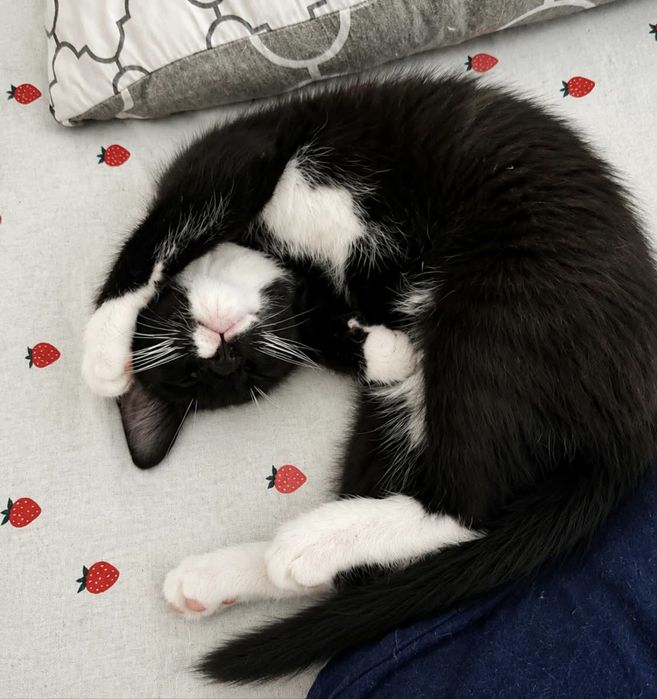 Stella kotka kociak do adopcji pingwinek