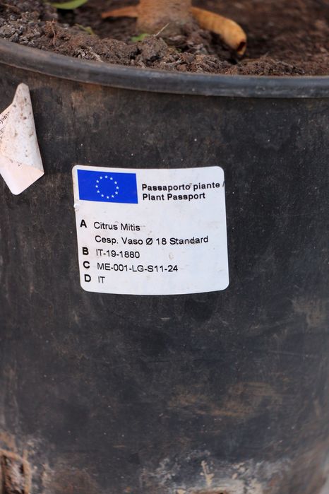 Каламондин d 18 цитрусові, мандарин