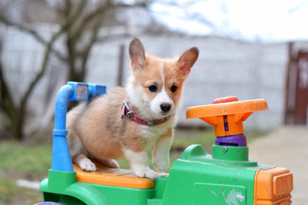 Чудові цуценята Вельш Коргі Пемброк. Рудо-білі.