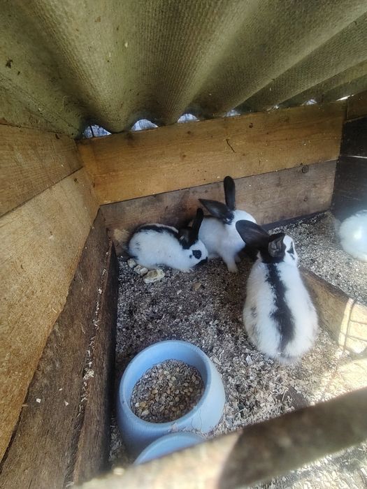 Кролики німецький строкач