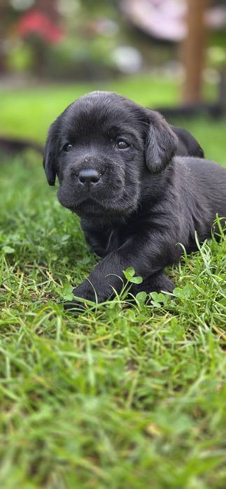 Labrador Retriever