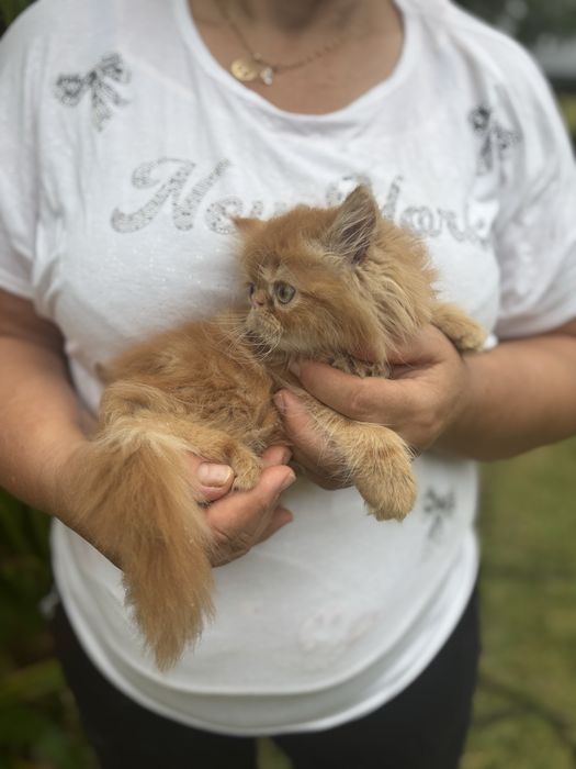 Gatinho persa lindo amarlinho