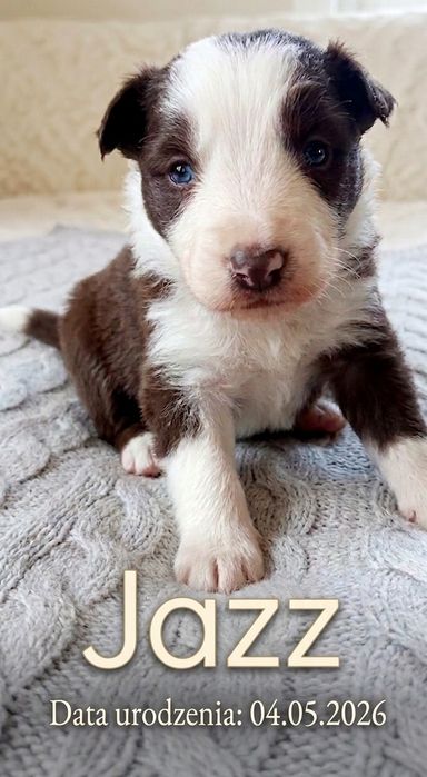 Border Collie brązowy piesek Jazz