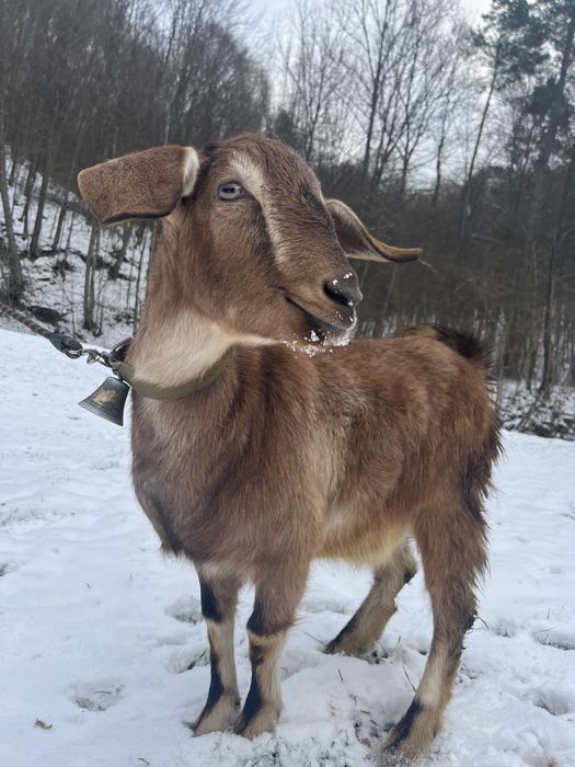 Кози англо-нубійська, занецька