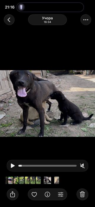 Вінниця та район!!!Віддамо безкоштовно двух цуциків в добрі руки!!