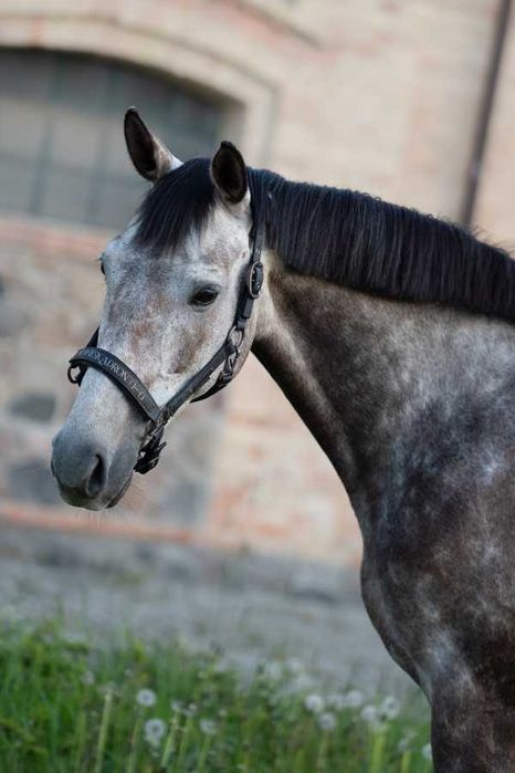Klacz hodowlana z możliwością kupna razem ze źrebakiem - klaczka po Gran Diablo Victory Z (Grandorado x Carthago)