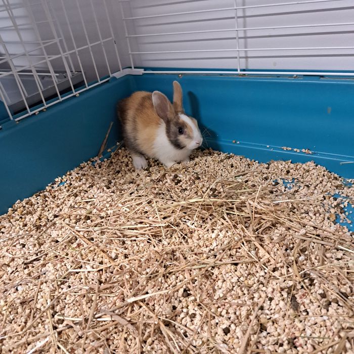 Królik karzełek w GRUBY KOCUR sklep zoologiczny w Rzeszowie