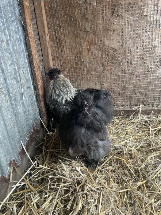 Koguty silki sprzedam