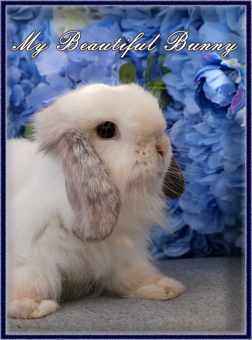 Piękny Królik Mini Lop - Frosty Point