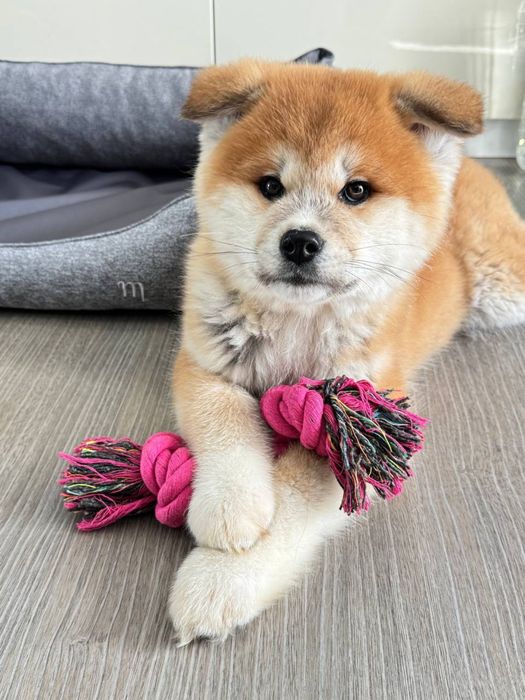 Дівчинка японської  Акіта іну 3 місяці