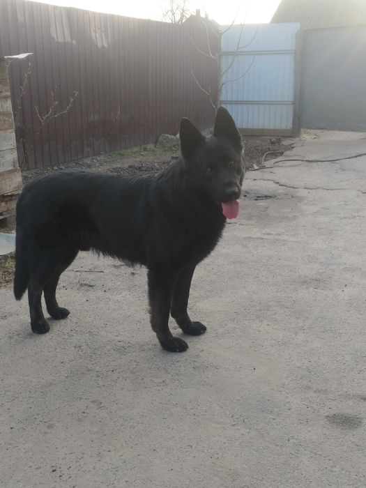 Кобель  чорної німецької вівчарки для в'язки.
