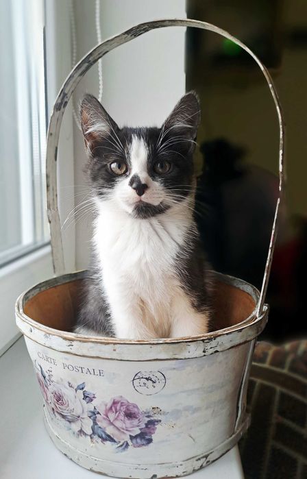 Любчик - ласкавий та грайливий котик