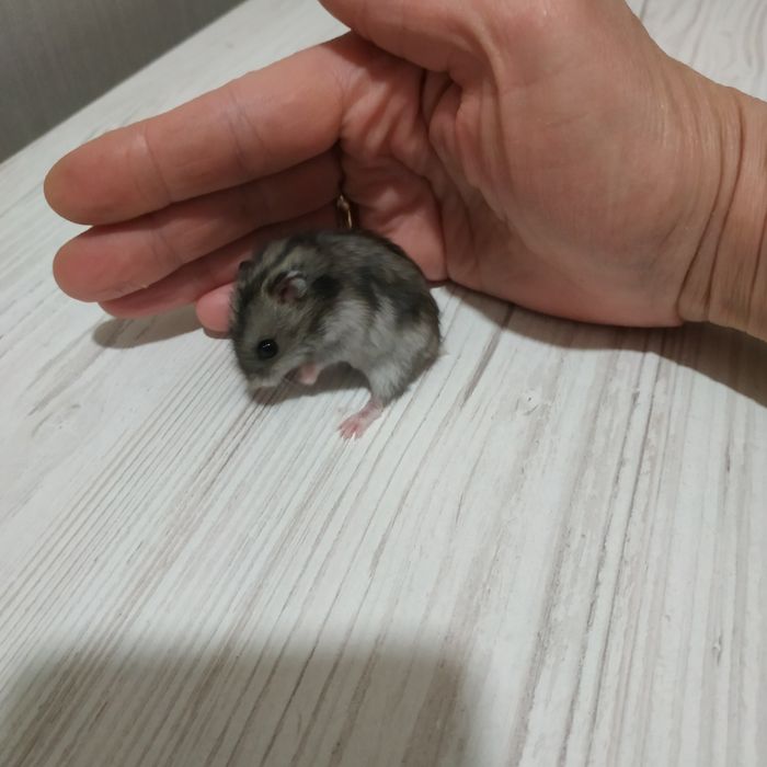 Мини Хомячки разные окрасы хомяк купить в Харькове хомяка джунгарики