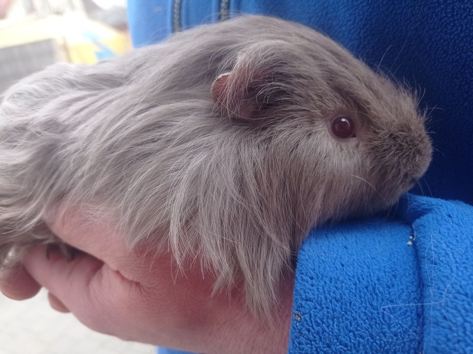 Świnka morska. Cavia domowa.