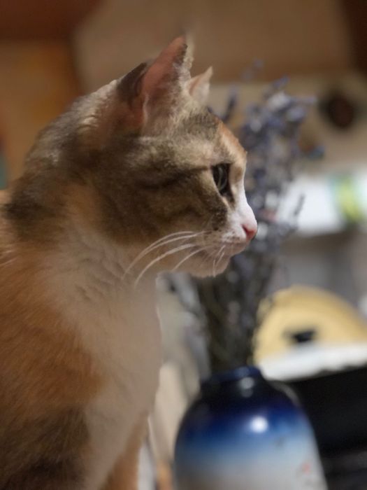 Загубилась кицька‼️