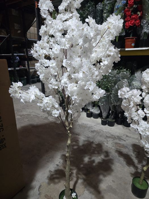 Lindissimas flores cerejeiras brancas nova entrada