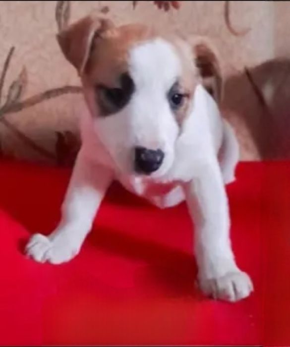 Отдам даром в добрые руки щенков метисы маленькой породы