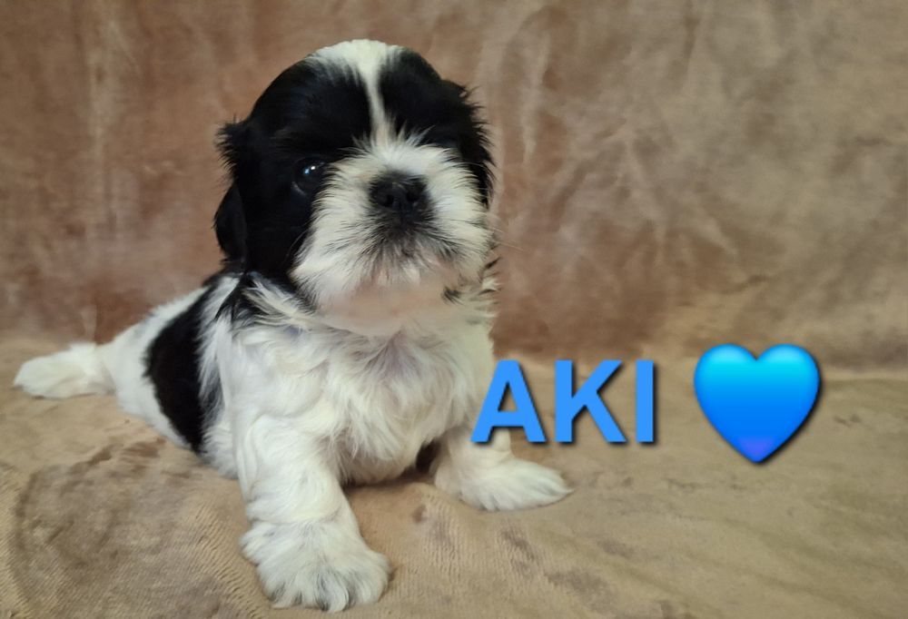 Piesek Shih Tzu rezerwacja